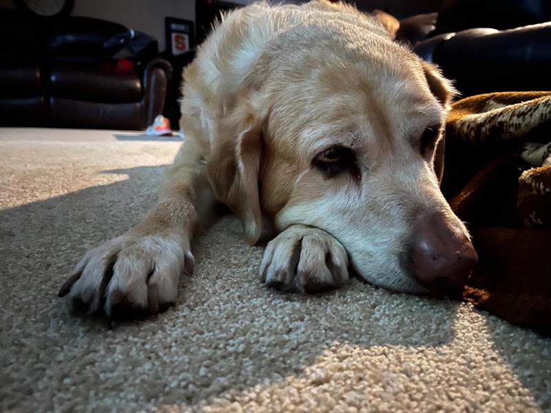 Gabby, forever family